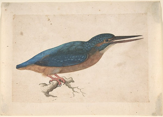 A Kingfisher on a Branch 16th cent-Jacques Le Moyne de Morgues,16x12"(A3)Poster
