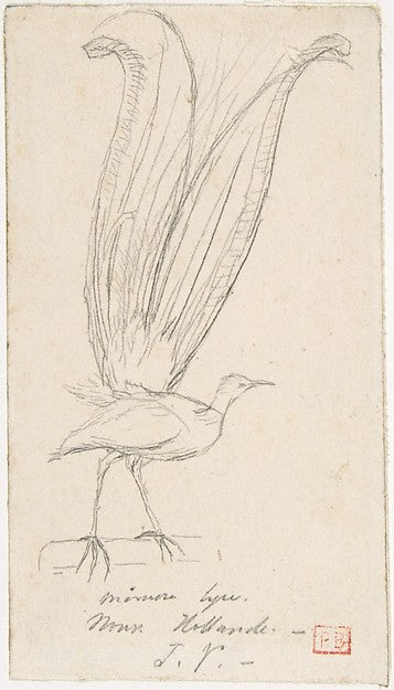 A Lyre Bird c1846–55-Charles Meryon,16x12"(A3) Poster