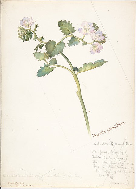 Phacelia Grandiflora June 4, 1912-Margaret Neilson Armstrong ,  Poster Print