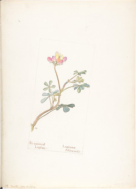 Bi-colored Lupine  Lupinus Striversii June 18, 1912-Margaret N,  Poster Print