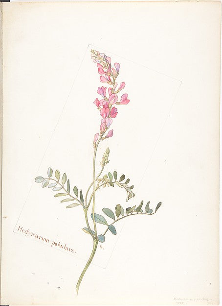 Hedysarum Pabulare 1909–14-Margaret Neilson Armstrong ,  Poster Print