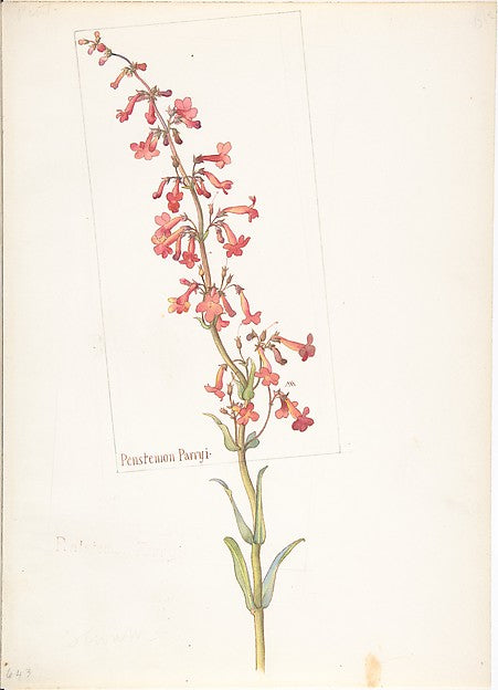 Penstemon Parryi 1909–14-Margaret Neilson Armstrong ,  Poster Print