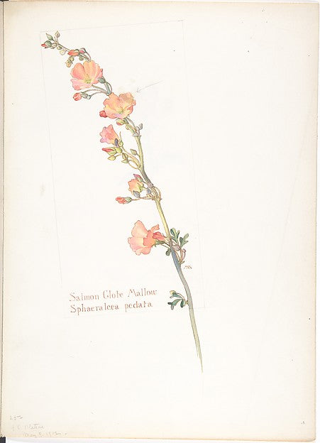 Salmon Globe Mallow  Sphaeralcea pedata May 9, 1912-Margaret N,  Poster Print