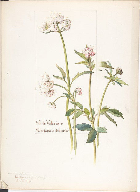 White Valerian  Valeriana sitchensis July 14, 1909-Margaret Ne,16x12"(A3)Poster