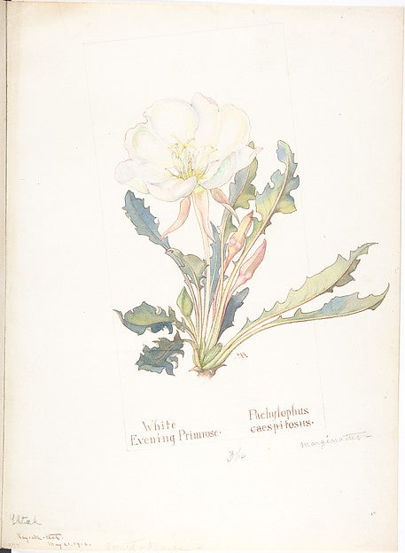 White Evening Primrose  Pachylophus Marginatus May 21, 1913-Ma,16x12"(A3)Poster