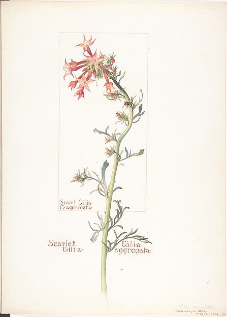 Scarlet Gilia  Gilila aggregata May 18, 1913-Margaret Neilson ,  Poster Print
