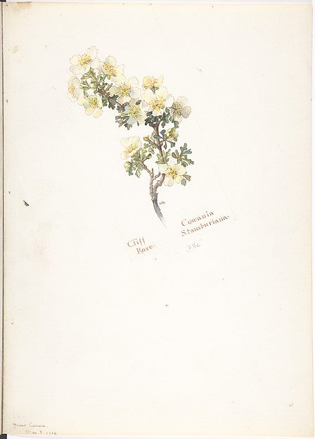 Cliff Rose  Cowania Stansburiana May 8, 1912-Margaret Neilson ,  Poster Print