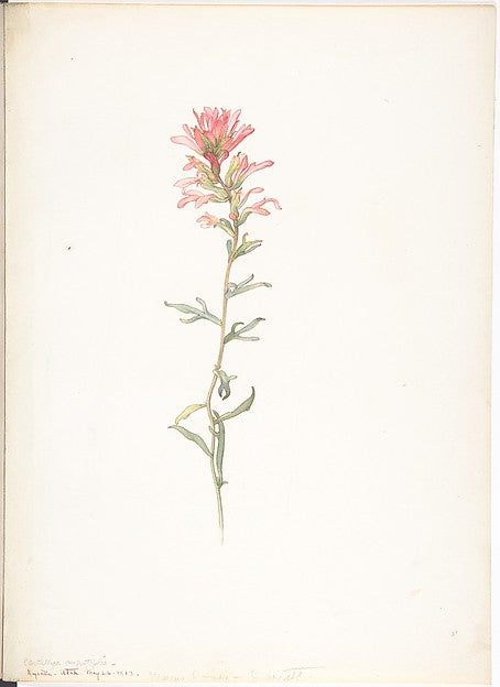 Northwest Indian Paintbrush  Castilleja Angustifolia May 26, 1, vintage art, A3 (16x12") Poster Print