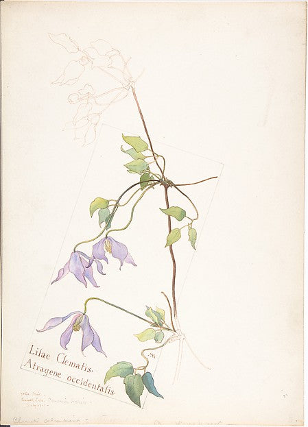 Lilac Clematis  Atragene occidentalis July 1909-Margaret Neils,  Poster Print