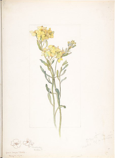 American Wildflower with Yellow Blossoms May 11, 1912-Margaret,  Poster Print