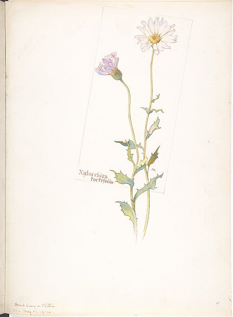 Xylorrhiza Tortifolia May 13, 1912-Margaret Neilson Armstrong ,  Poster Print