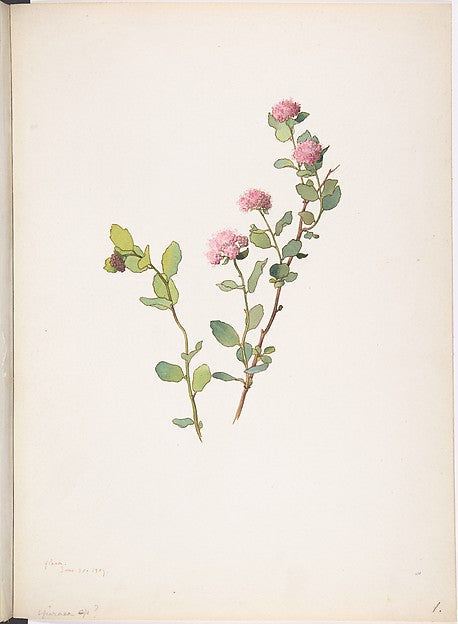 Spiraea June 30, 1912-Margaret Neilson Armstrong ,  Poster Print
