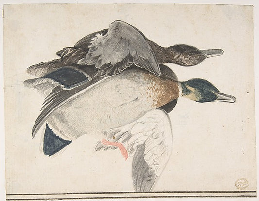 Two Dead Ducks 1685–1755-Count Giorgio Durante   1685–1755 Pal,16x12"(A3) Poster