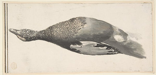 Dead Duck 1685–1755-Count Giorgio Durante   1685–1755 Palazzol,16x12"(A3) Poster