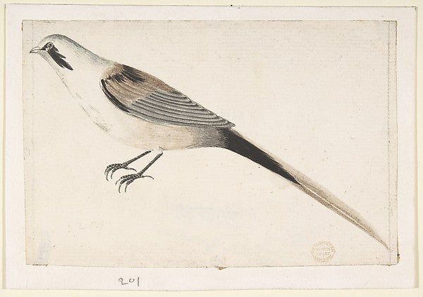 Long-Tailed Bird Seen in Profile. 1685–1755-Count Giorgio Dura,16x12"(A3) Poster