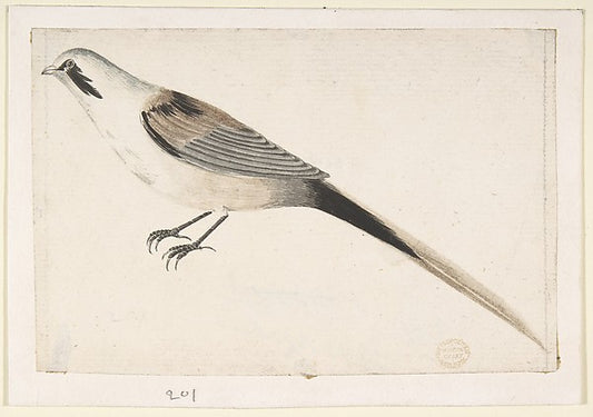 Long-Tailed Bird Seen in Profile. 1685–1755-Count Giorgio Dura,16x12"(A3) Poster