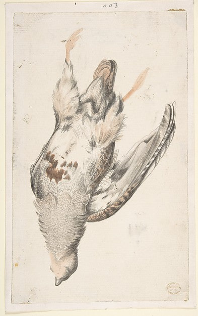 A Dead Bird  Seen from Below. 1685–1755-Count Giorgio Durante,16x12"(A3) Poster