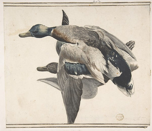 Two Dead Ducks. 1685–1755-Count Giorgio Durante   1685–1755 Pa,16x12"(A3) Poster