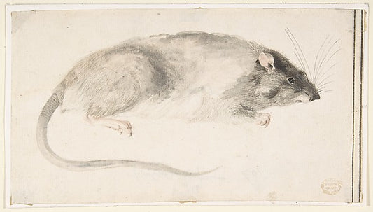 A Rat Seen in Profile. 1685–1755-Count Giorgio Durante   1685–,16x12"(A3) Poster