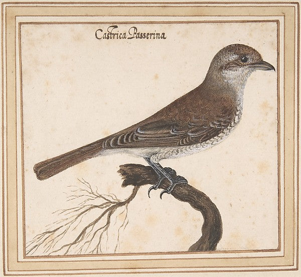 Castrica Passerina-Vincenzo Leonardi,  Poster Print Wall Art