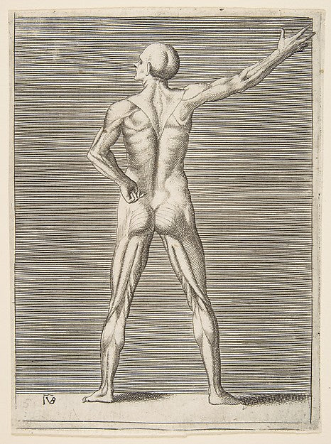 Flayed man seen from the back  his right arm extended c1531–76,  Poster Print