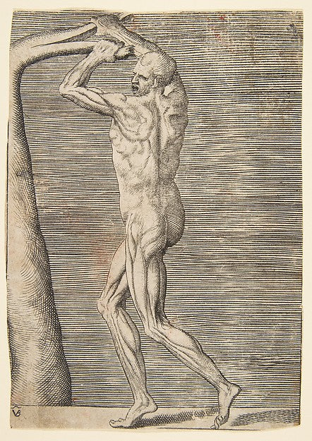 Flayed man arms raised holding the branch of a tree c1531–76-G,  Poster Print