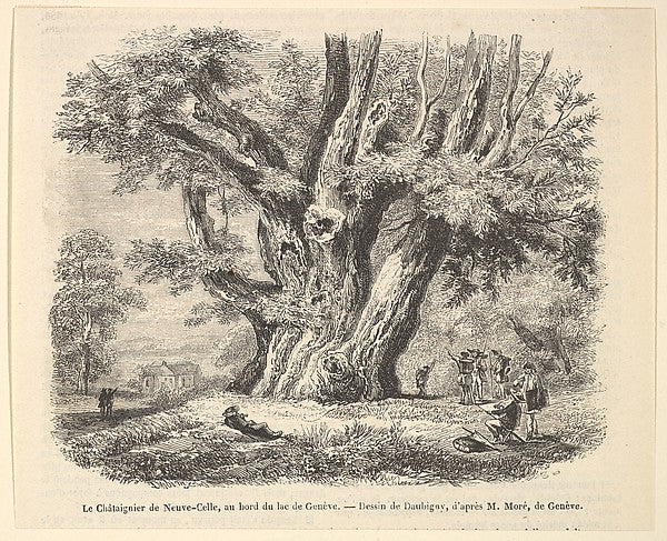 Le Châtaignier de Neuve-Celle  au bord du lac de Genève  after,  Poster Print Wall Art