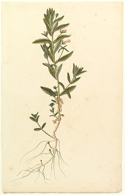 Botanical Study c1820-Anonymous,French,19th cent, Poster Print