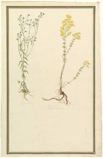 Botanical Studies c1820-Anonymous,French,19th cent, Poster Print