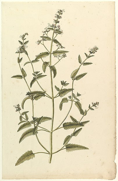 Botanical Study with a Species of the Nettle Family  c1820-Ano, Poster Print