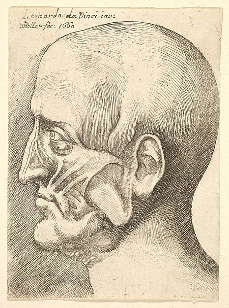 Ecorche head of a man in profile to left 1660-After Leonardo d,  Poster Print Wall Art