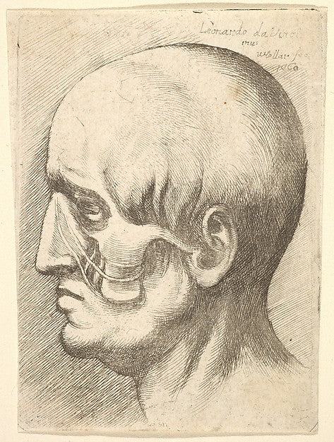 Male head in profile to left with muscles exposed 1660-After L,  Poster Print Wall Art