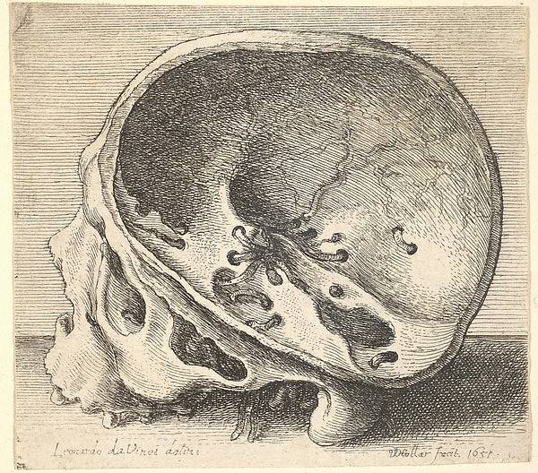 Sectioned skull in profile to left with the left side of the c,  Poster Print Wall Art