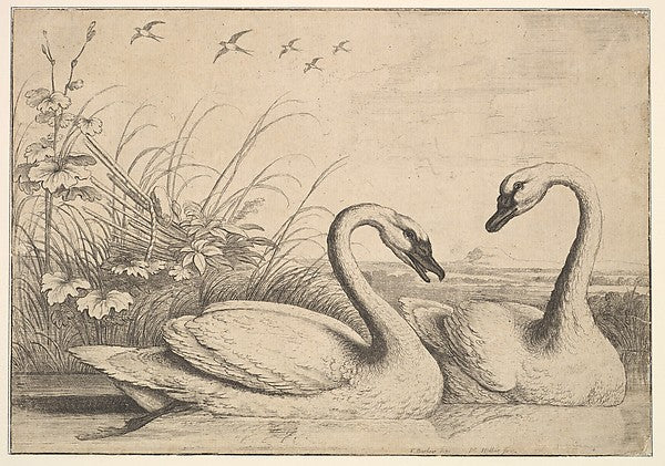 Two Swans 1654–58-After Francis Barlow,  Poster Print Wall Art