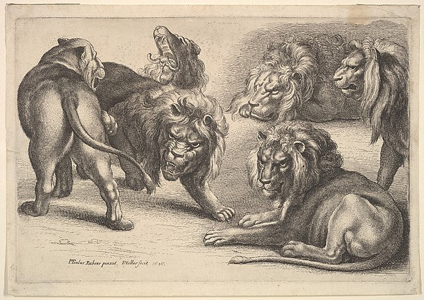 Five Lions and a Lioness 1646-After Peter Paul Rubens,  Poster Print Wall Art