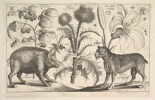 Boar and Mastiff 1625–77-After Wenceslaus Hollar, Poster Print