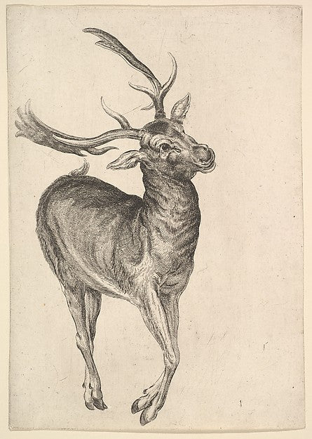 Stag 1625–77-Wenceslaus Hollar,  Poster Print Wall Art