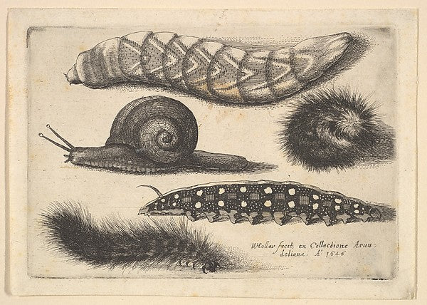 Four Caterpillars and a Snail 1646-Wenceslaus Hollar,  Poster Print Wall Art