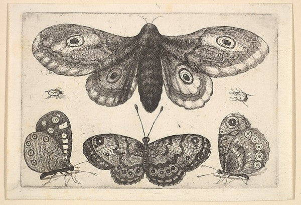 A  moth  three butterflies and two beetles 1646-Wenceslaus Hol,16x12"(A3)Poster