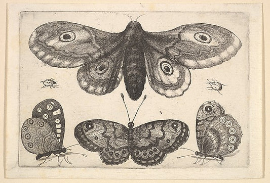 A  moth  three butterflies and two beetles 1646-Wenceslaus Hol,16x12"(A3)Poster