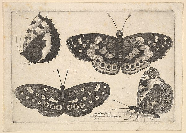 Four butterflies 1646-Wenceslaus Hollar,  Poster Print Wall Art