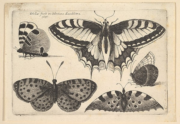 Five Butterflies 1646-Wenceslaus Hollar,  Poster Print Wall Art