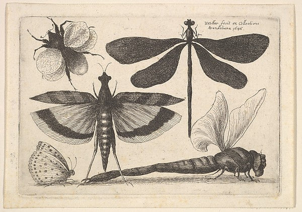 Dragonflies and a bumble bee 1646-Wenceslaus Hollar,  Poster Print Wall Art