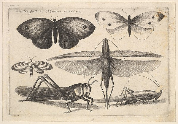 Six insects 1646-Wenceslaus Hollar,  Poster Print Wall Art