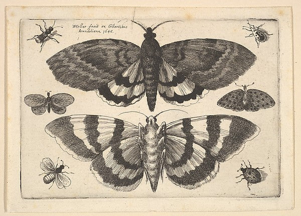 Print 1645-Wenceslaus Hollar,  Poster Print Wall Art
