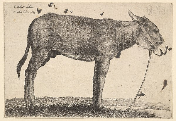 Donkey 1649-Wenceslaus Hollar,After Jacopo Bassano ,  Poster Print Wall Art
