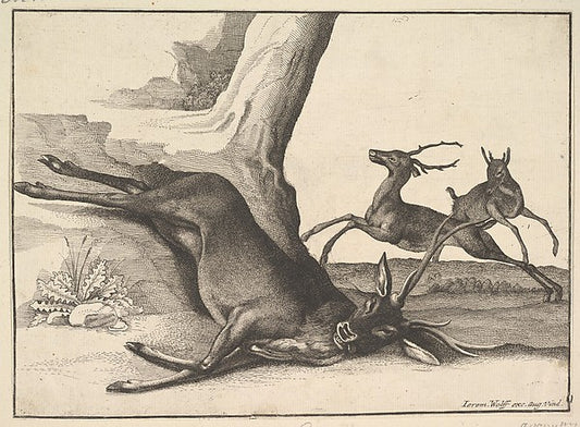 A dead stag  anonymous copy 1625–77-Wenceslaus Hollar,16x12"(A3)Poster