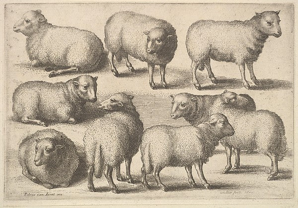 Nine sheep 1646-Wenceslaus Hollar,  Poster Print Wall Art