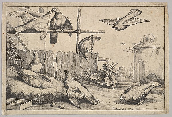 Eight  doves 1625–77-Wenceslaus Hollar,  Poster Print Wall Art