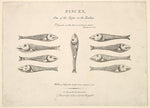 Pisces: Hogarth's Quadrille Fish c1730-After William Hogarth ,16x12"(A3)Poster